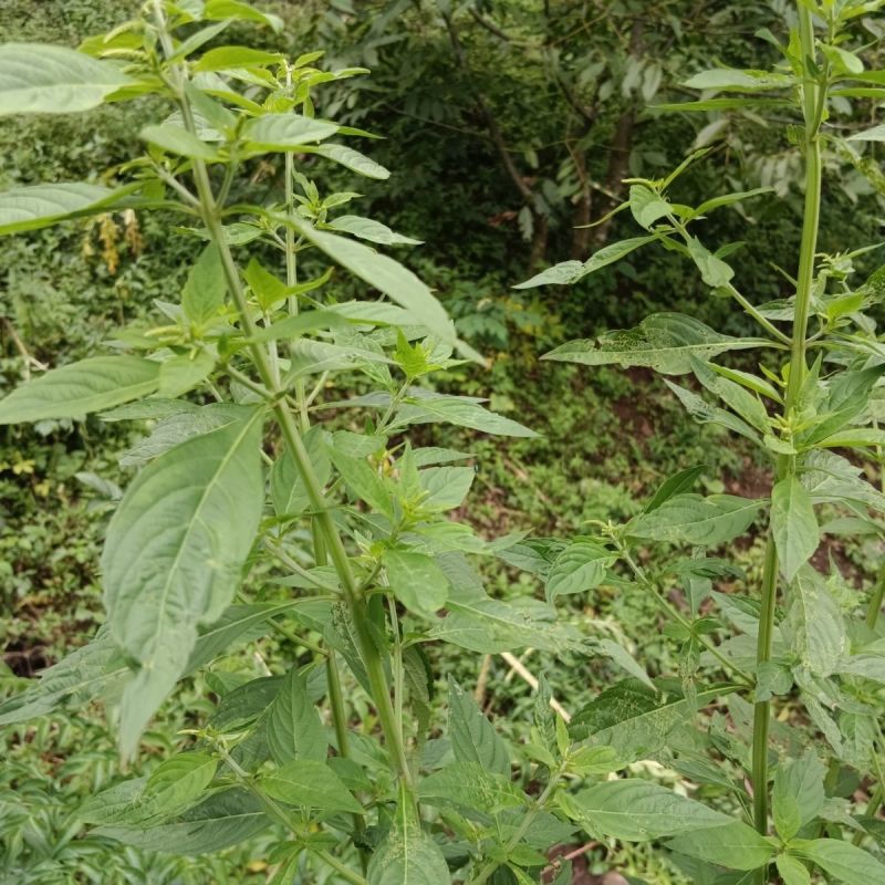 打风草种子黑头草四方蒿滇香薷细野菝子铁扫把野苏蔓坝野薄荷