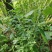 打风草种子黑头草四方蒿滇香薷细野菝子铁扫把野苏蔓坝野薄荷