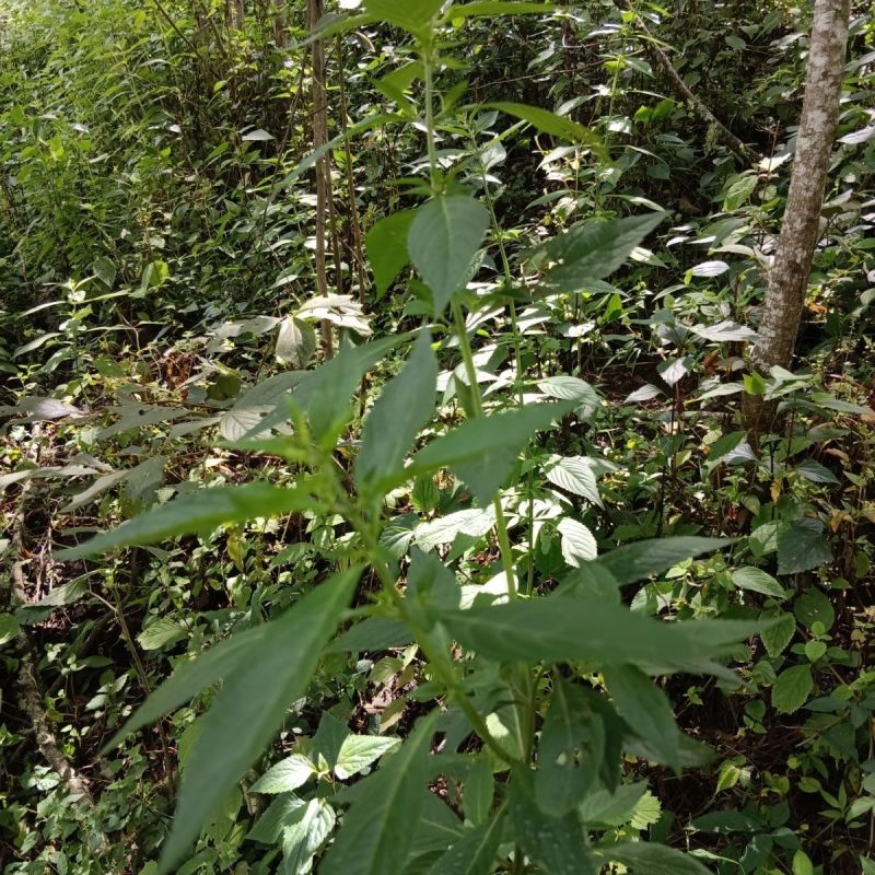打风草种子黑头草四方蒿滇香薷细野菝子铁扫把野苏蔓坝野薄荷