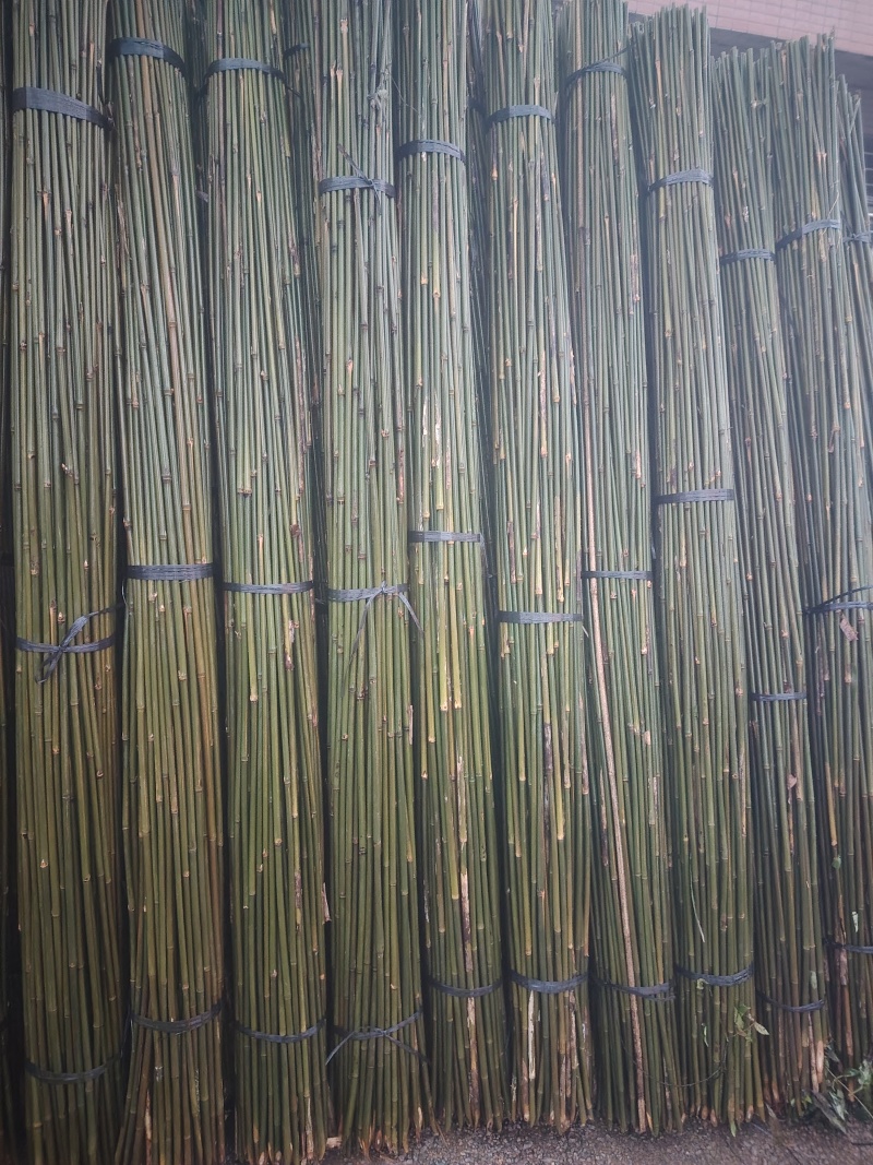 厘竹油竹黑木竹