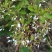 野生石椒草种子芸香臭节草芸香多年生草本植物