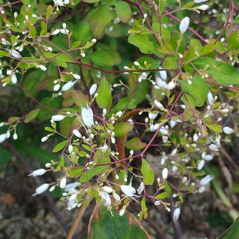 野生石椒草种子芸香臭节草芸香多年生草本植物