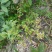 野生石椒草种子芸香臭节草芸香多年生草本植物
