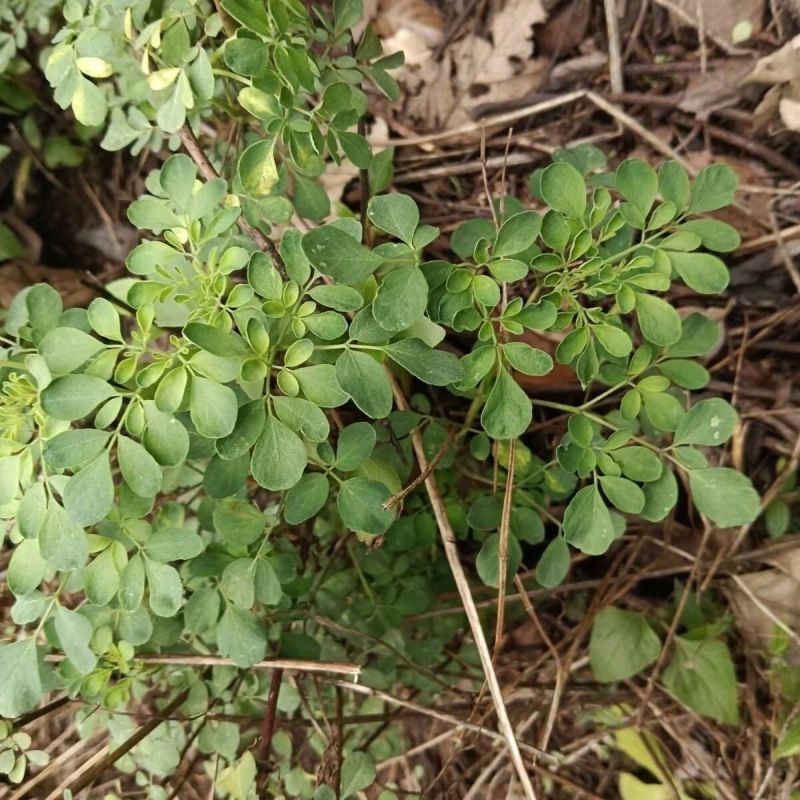 野生石椒草种子芸香臭节草芸香多年生草本植物