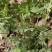 野生石椒草种子芸香臭节草芸香多年生草本植物