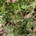 野生石椒草种子芸香臭节草芸香多年生草本植物
