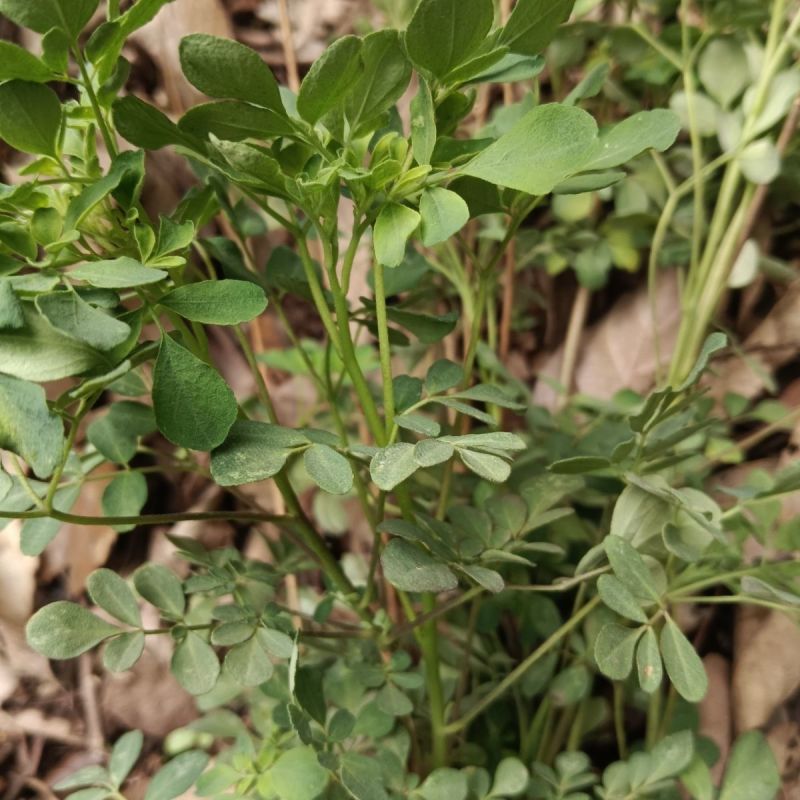 野生石椒草种子芸香臭节草芸香多年生草本植物
