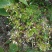 野生石椒草种子芸香臭节草芸香多年生草本植物