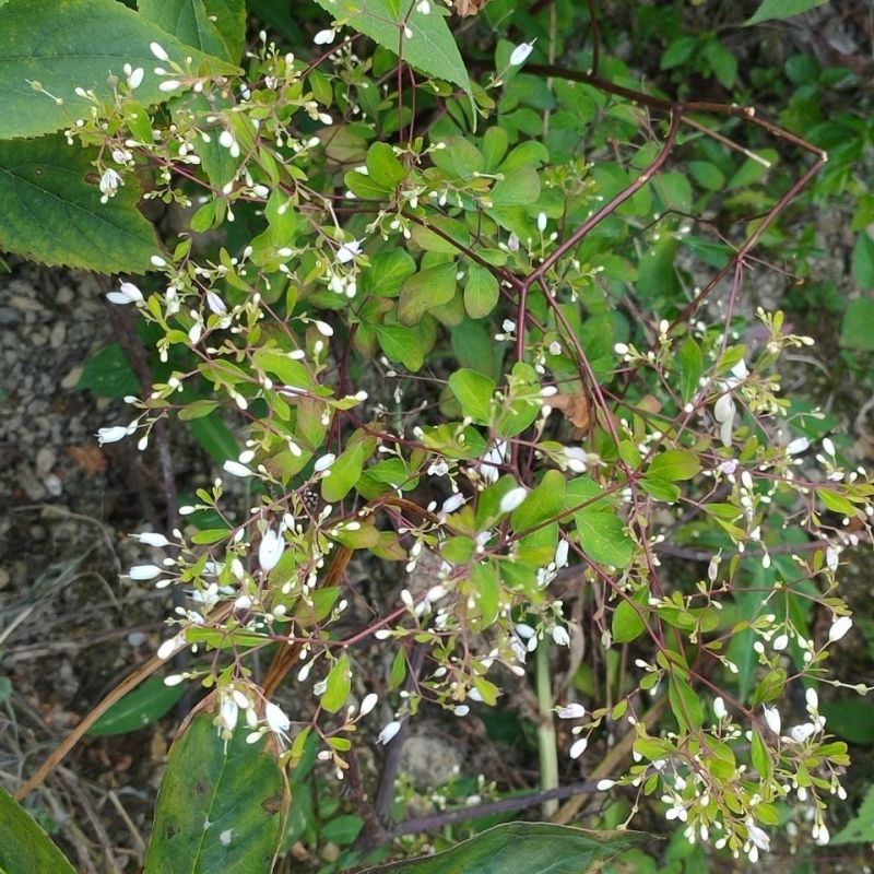 野生石椒草种子芸香臭节草芸香多年生草本植物