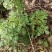 野生石椒草种子芸香臭节草芸香多年生草本植物