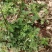 野生石椒草种子芸香臭节草芸香多年生草本植物
