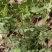 野生石椒草种子芸香臭节草芸香多年生草本植物