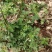 野生石椒草种子芸香臭节草芸香多年生草本植物
