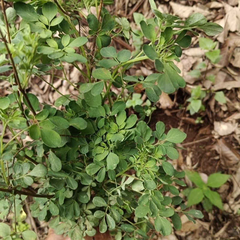 野生石椒草种子芸香臭节草芸香多年生草本植物