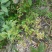 野生石椒草种子芸香臭节草芸香多年生草本植物
