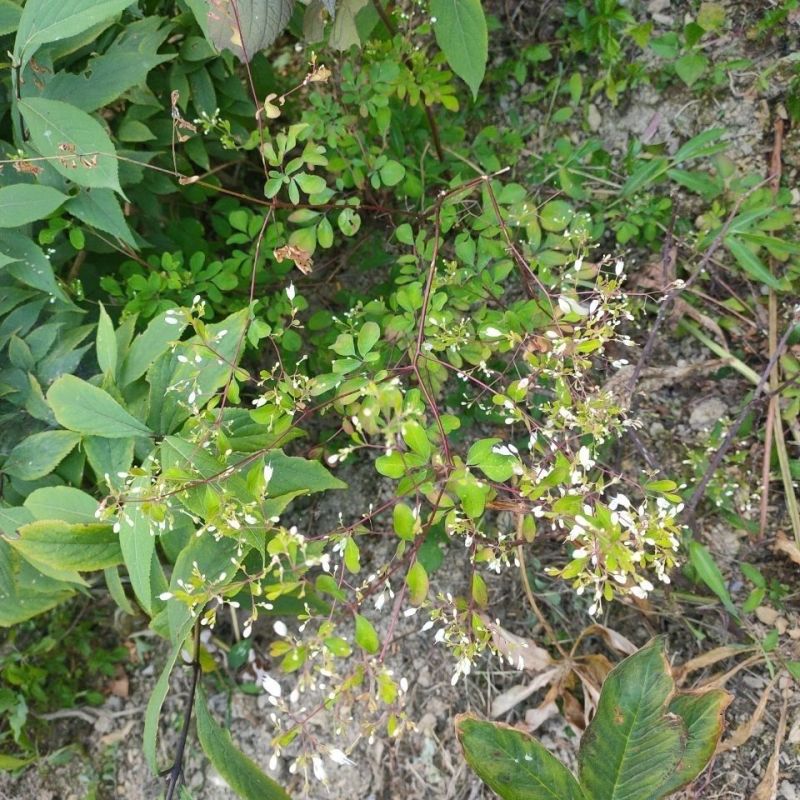 野生石椒草种子芸香臭节草芸香多年生草本植物