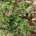 野生石椒草种子芸香臭节草芸香多年生草本植物