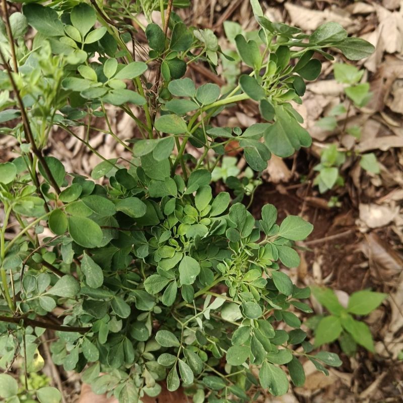 野生石椒草种子芸香臭节草芸香多年生草本植物