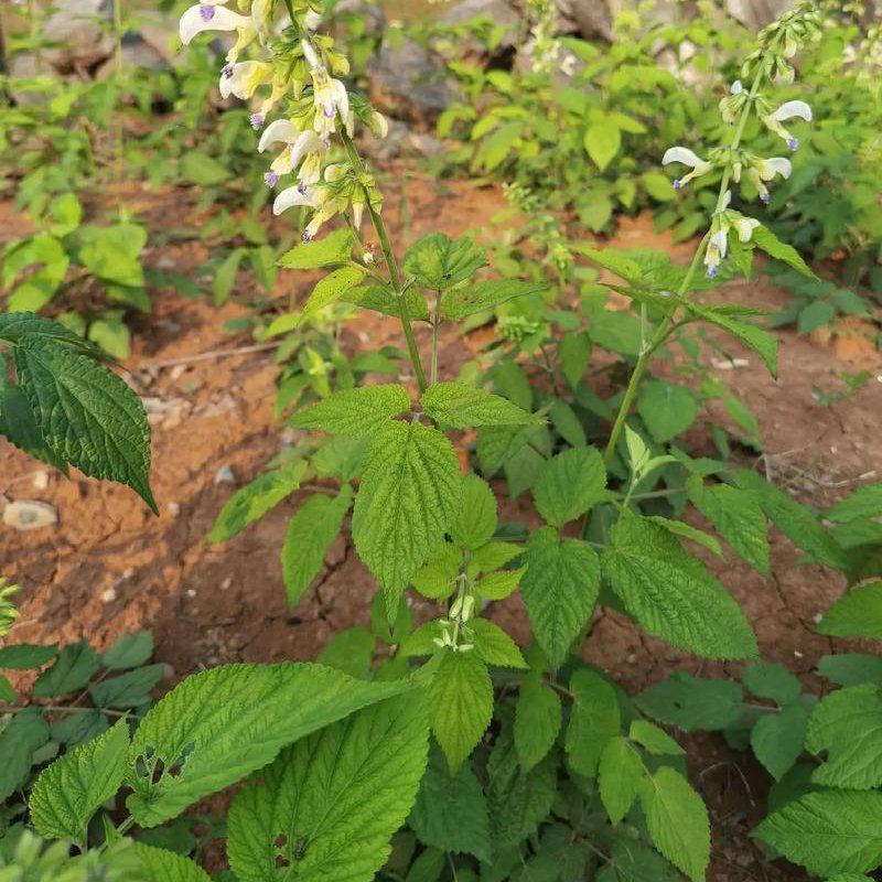 白花丹草种子