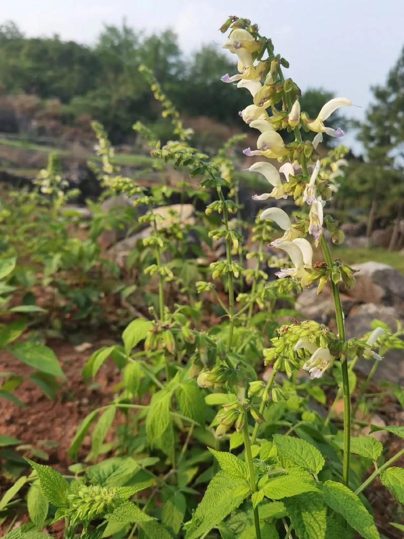 白花丹草种子