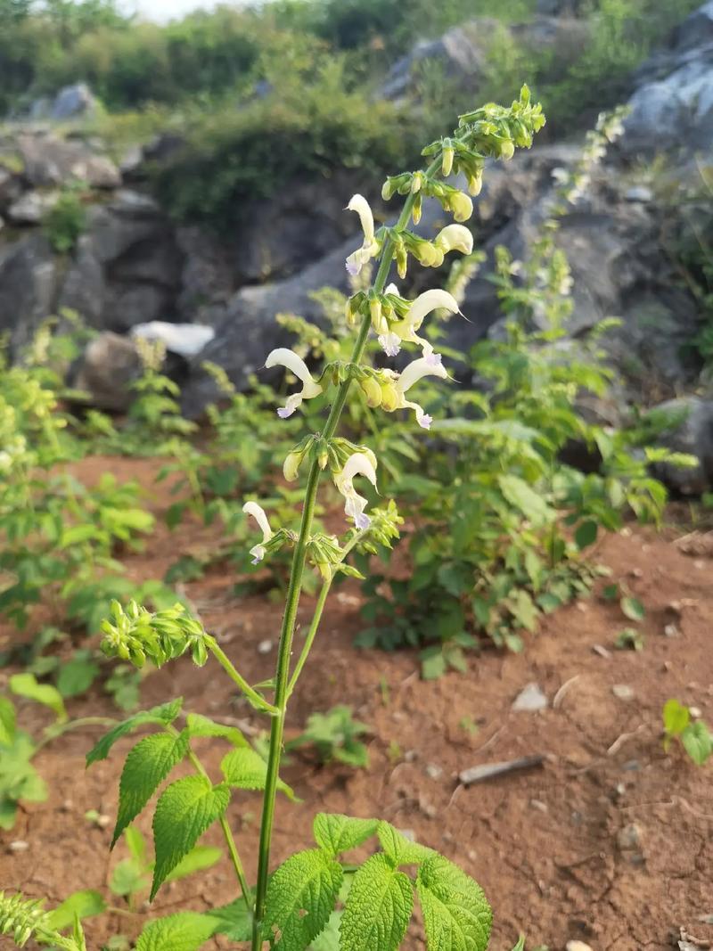 白花丹草种子