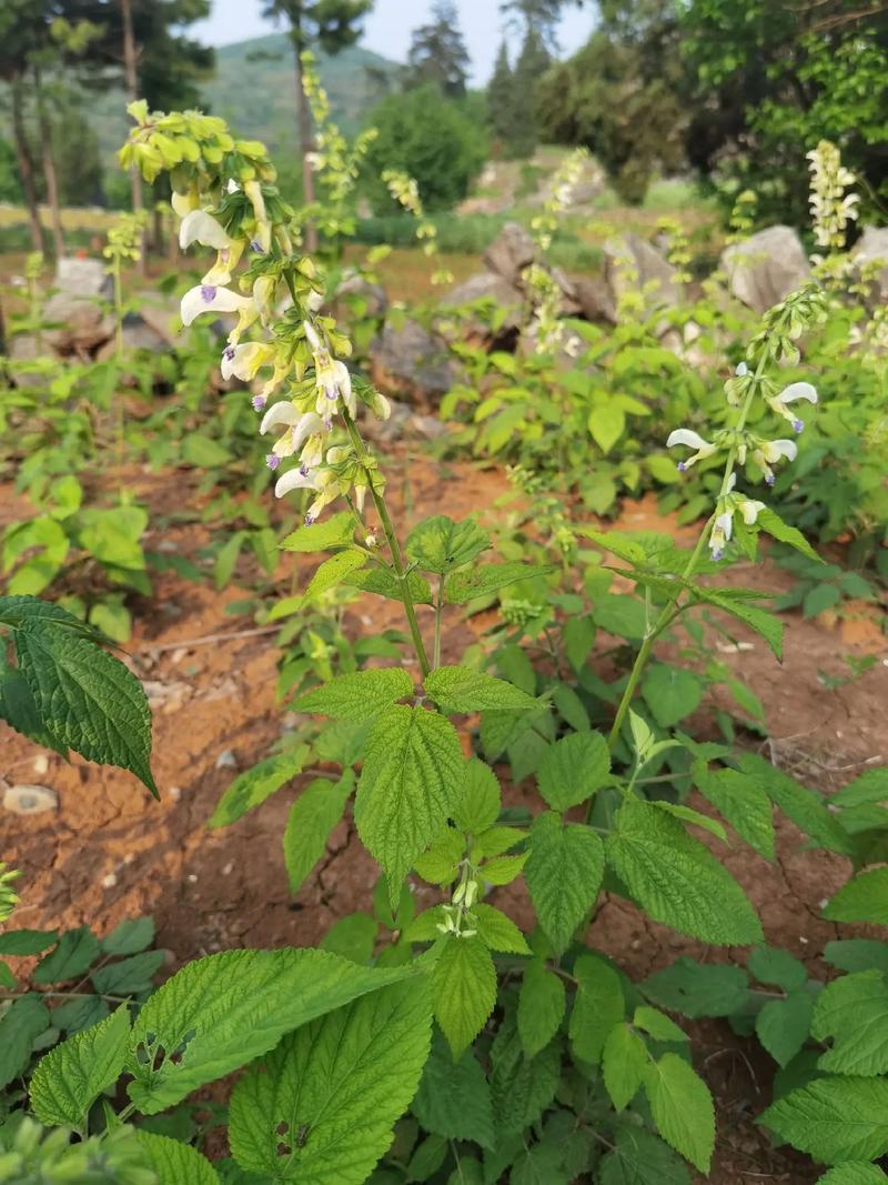 白花丹草种子