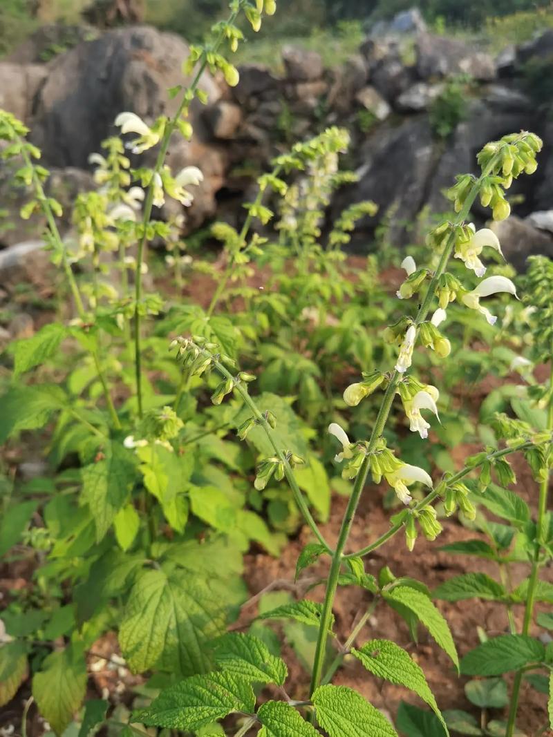 白花丹草种子