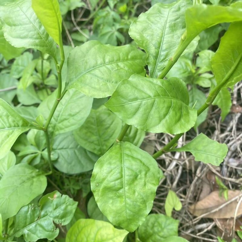 白花丹草种子
