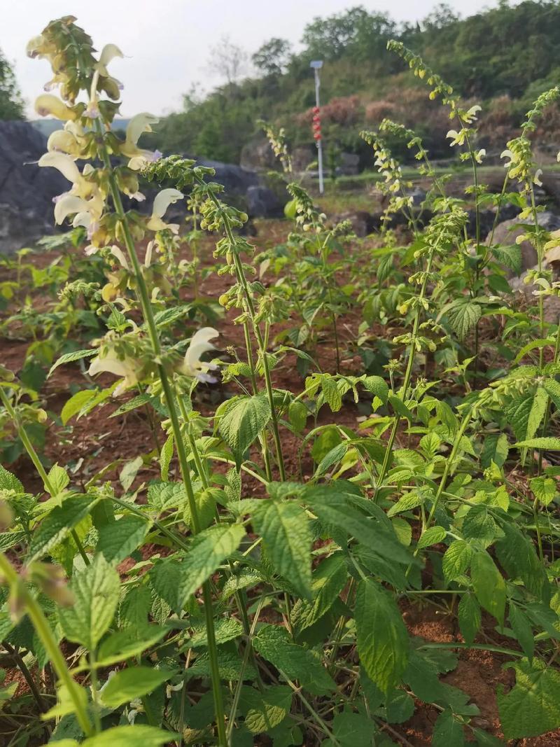白花丹草种子