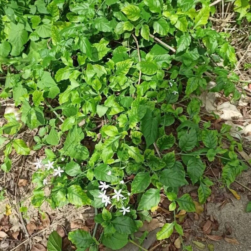 白花丹草种子