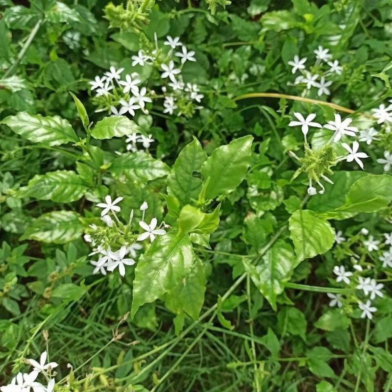 白花丹草种子