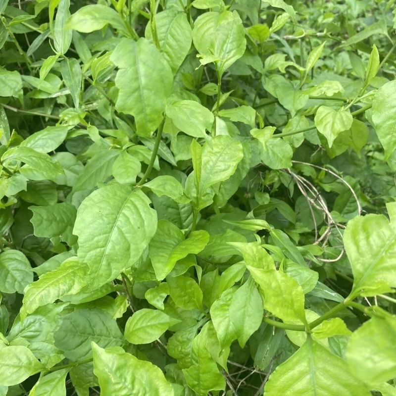白花丹草种子