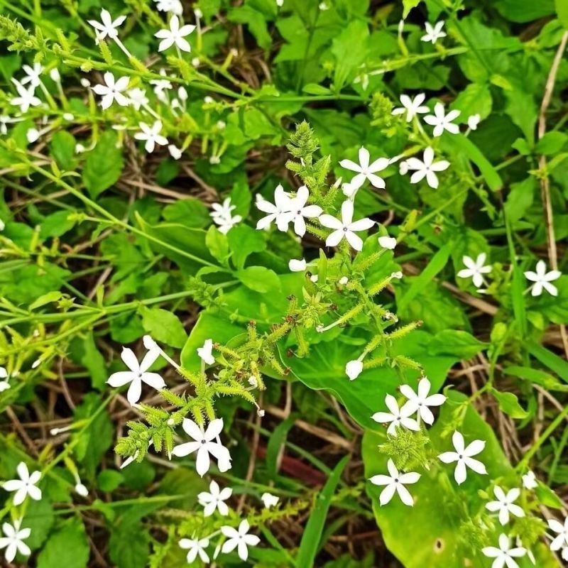 白花丹草种子