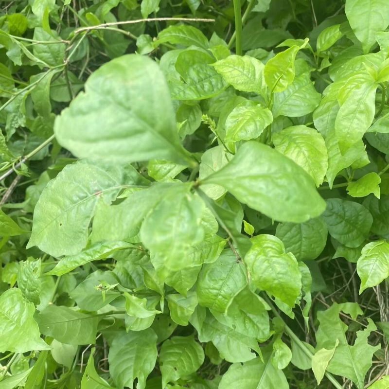 白花丹草种子