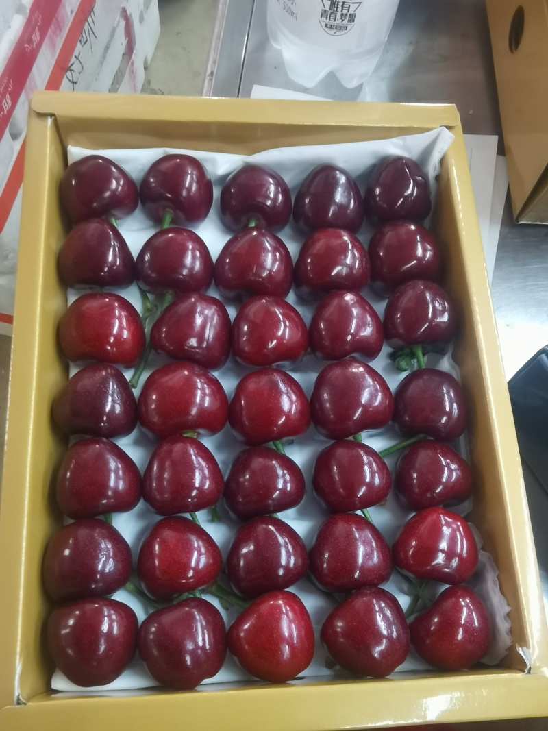 樱桃山东大樱桃专业美早大樱桃，只做精品，供超市，