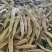 芸豆，精品白芸豆大量上市，产地供应，品质保证，，