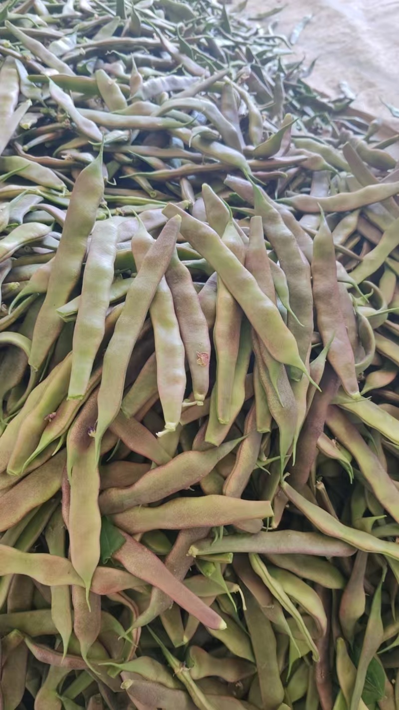 芸豆，精品白芸豆大量上市，产地供应，品质保证，，
