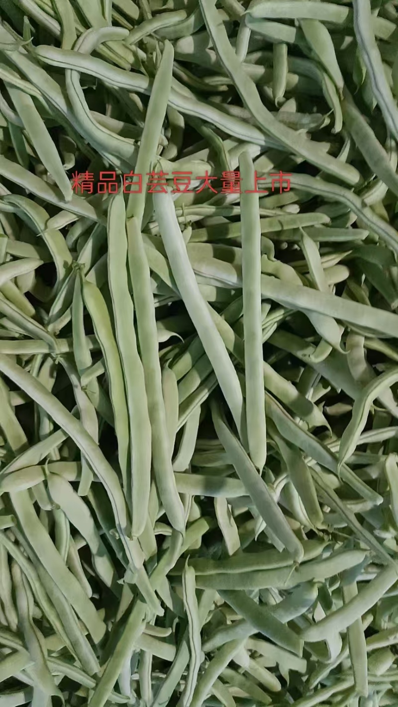 芸豆，精品白芸豆大量上市，产地供应，品质保证，，