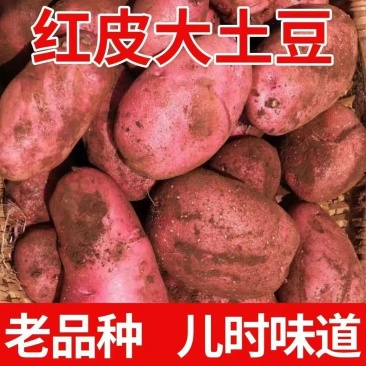 云南红皮土豆马铃薯洋芋批发一件代发
