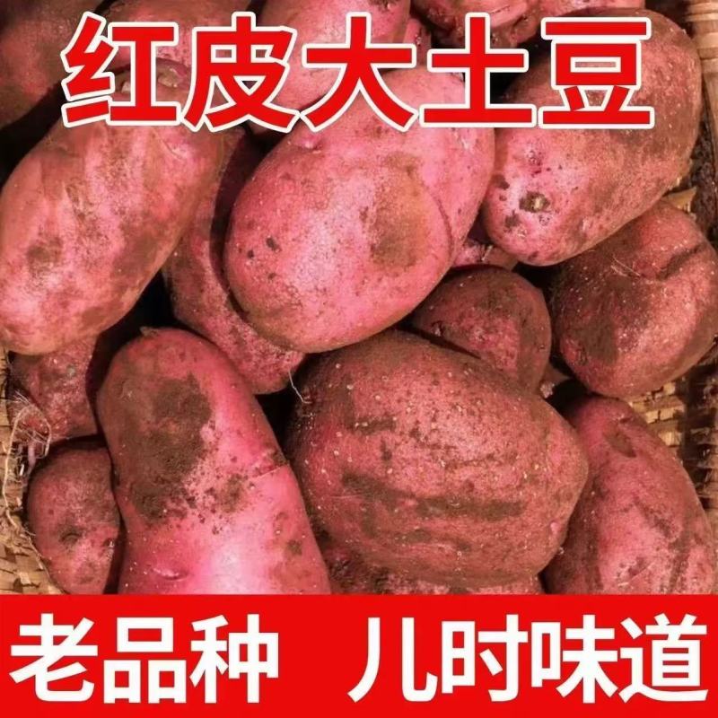 云南红皮土豆马铃薯洋芋批发一件代发