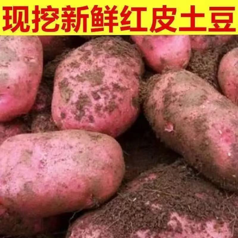 云南红皮土豆马铃薯洋芋批发一件代发