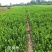 卫茅苗庭院耐寒绿化篱笆