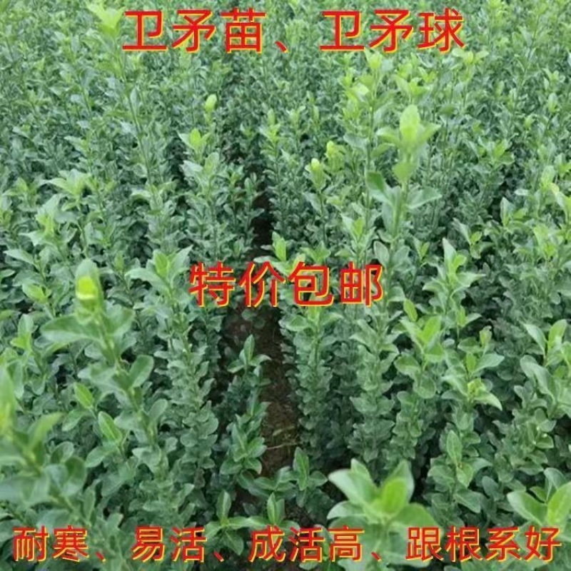 卫茅苗庭院耐寒绿化篱笆