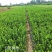 卫茅苗庭院耐寒绿化篱笆