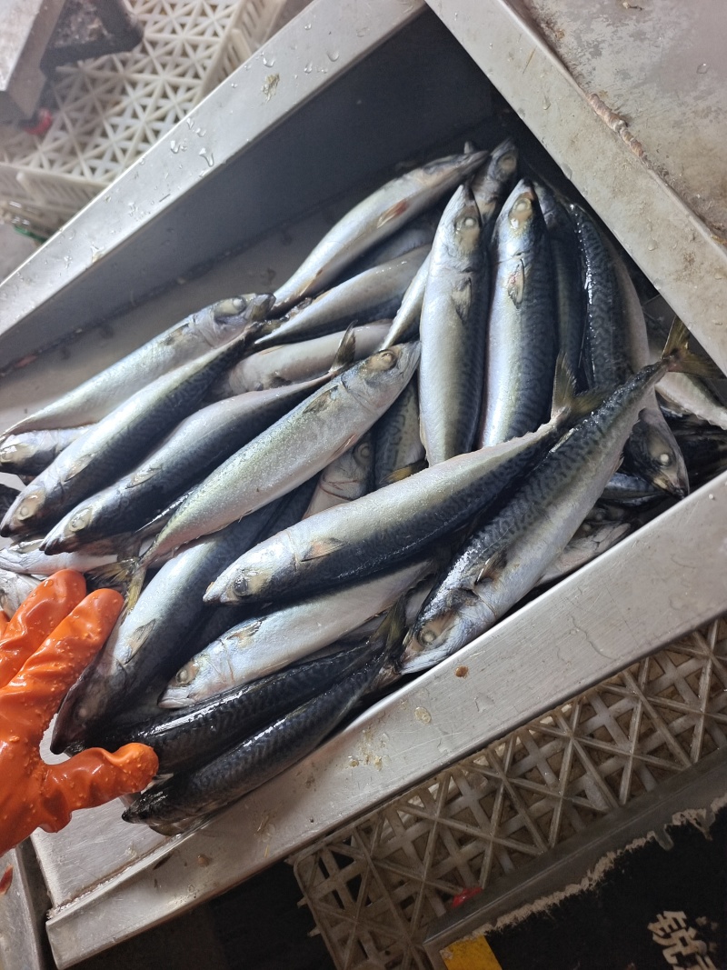 山东威海本地陆冻鲐鲅鱼20斤板规格150-250g