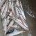 山东威海本地陆冻鲐鲅鱼20斤板规格150-250g