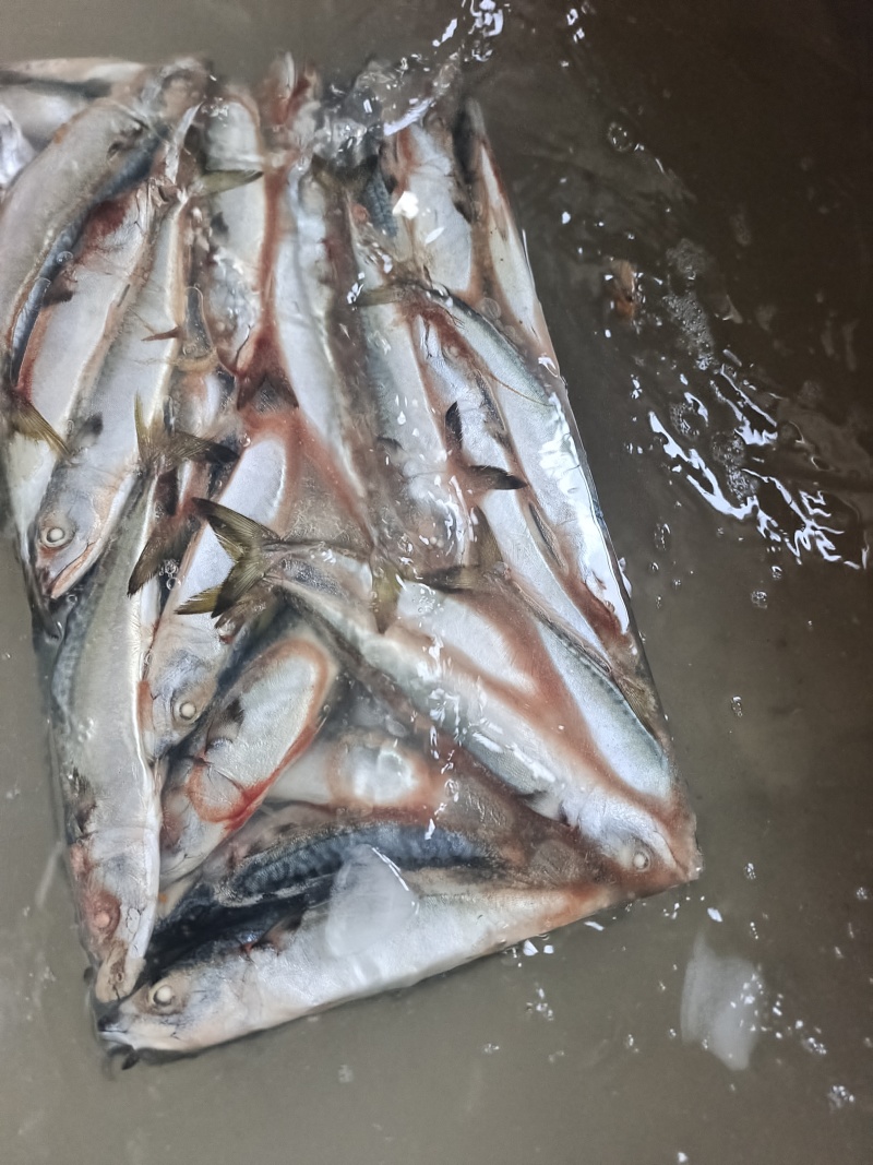 山东威海本地陆冻鲐鲅鱼20斤板规格150-250g