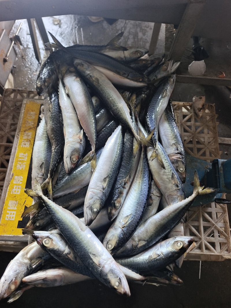 山东威海本地陆冻鲐鲅鱼20斤板规格150-250g