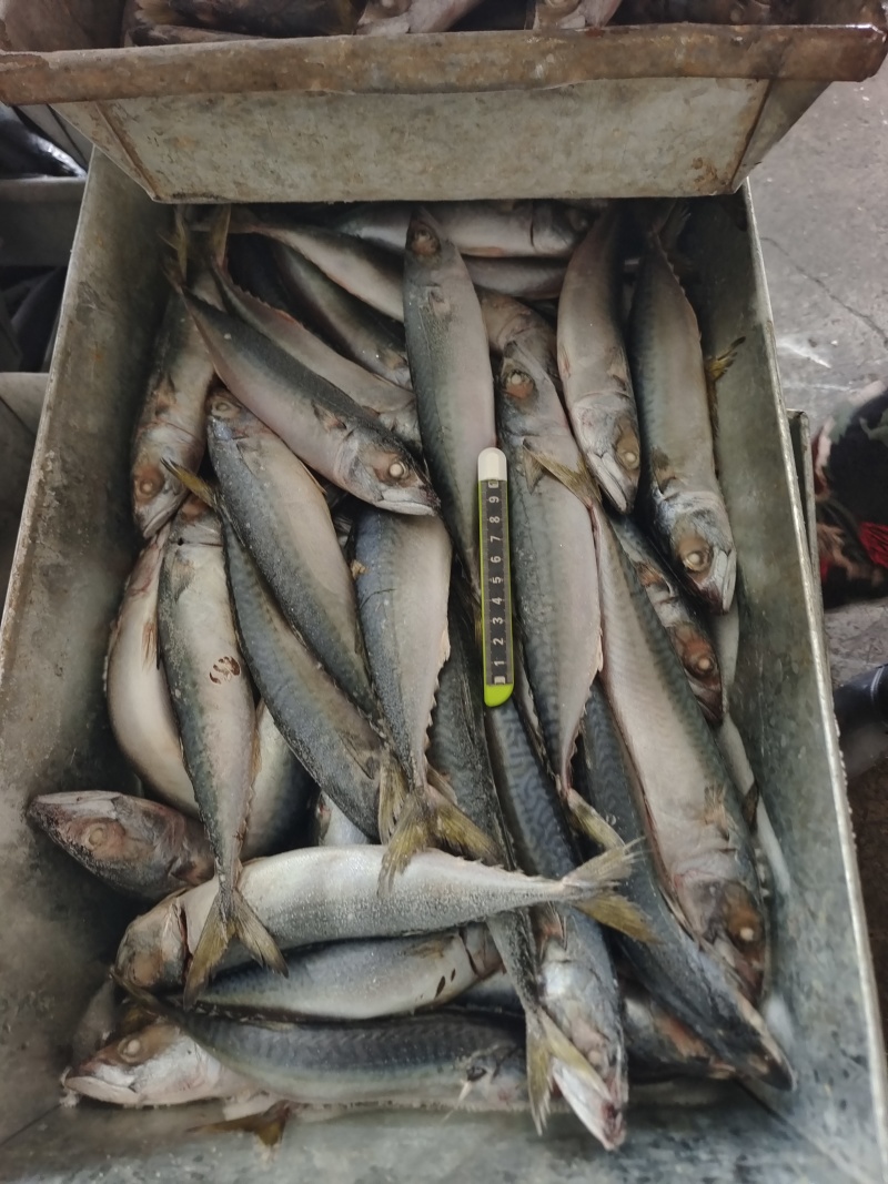 山东威海本地陆冻鲐鲅鱼20斤板规格150-250g