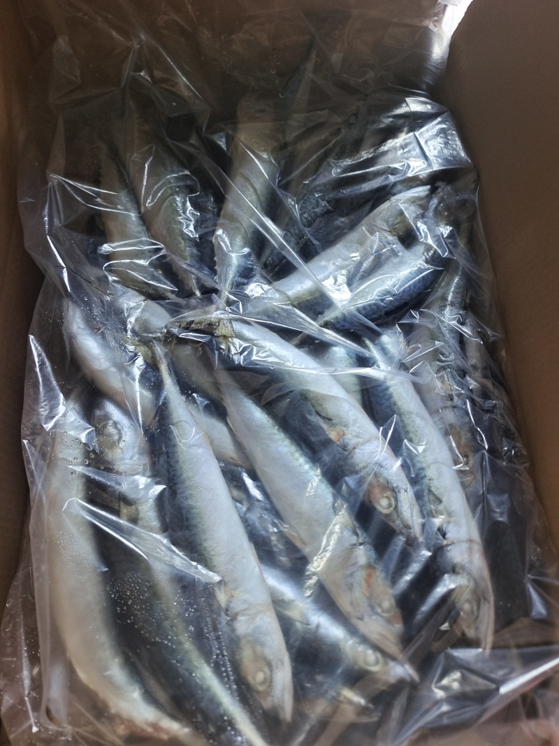 山东威海本地陆冻鲐鲅鱼20斤板规格150-250g
